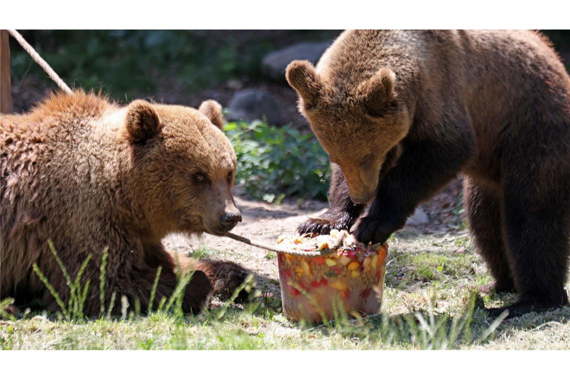Eisbombe für die Bären im Tierpark Hexentanzplatz.