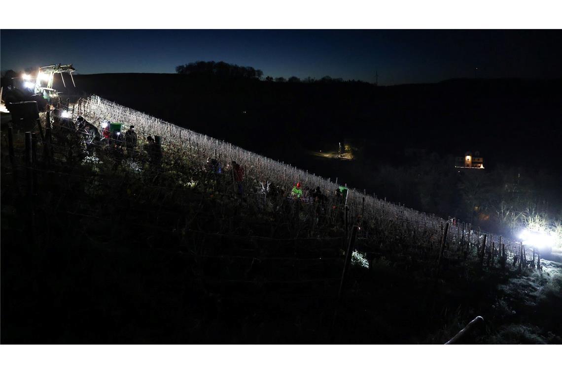 Eisweinlese startet: Helfer ernten gefrorene Silvaner-Trauben in Retzstadt