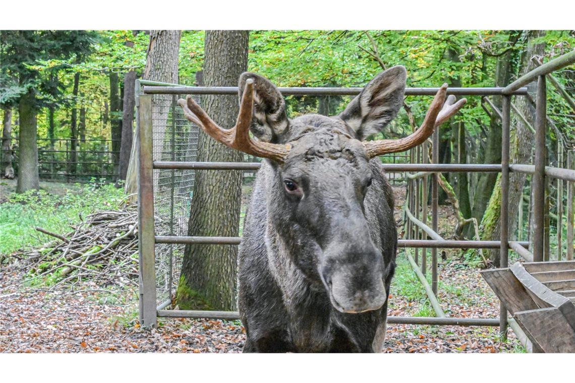 Elch-Reise bleibt rätselhaft - jetzt ermittelt die Polizei Elch Erwin ist wieder im Wildpark Pforzheim.