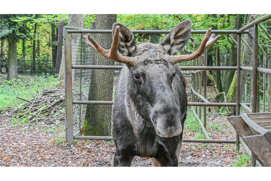 Elch Erwin steht nach seinem tagelangen Ausflug in den Schwarzwald im Wildpark Pforzheim