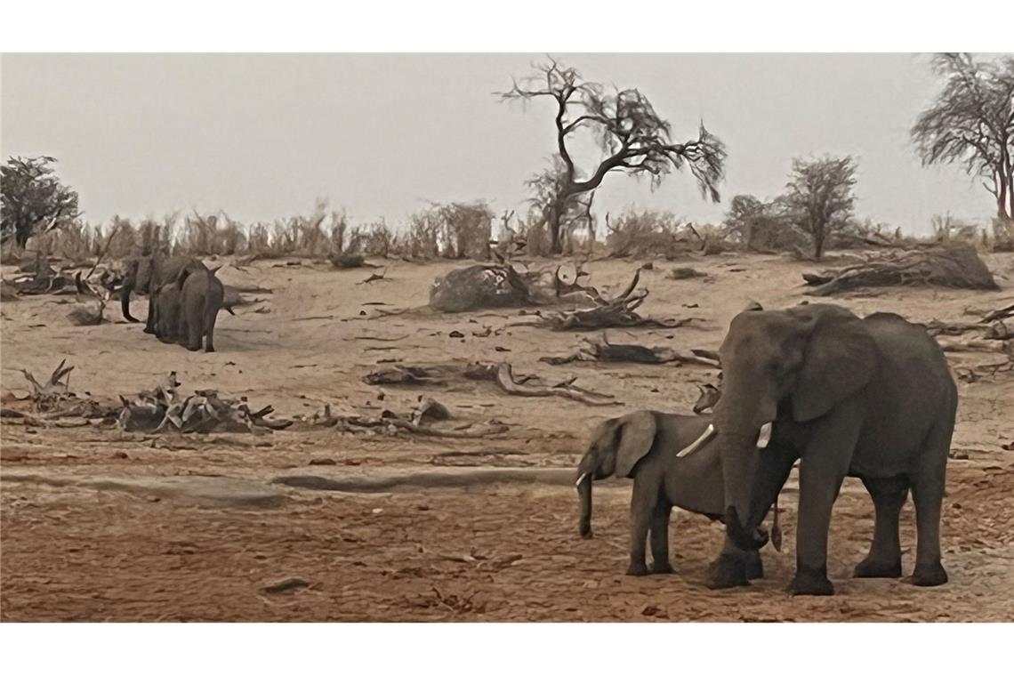 Fluch oder Segen: Hat Botsuana zu viele Elefanten? Elefanten im Makgadikgadi Pans Nationalpark in Botsuana.