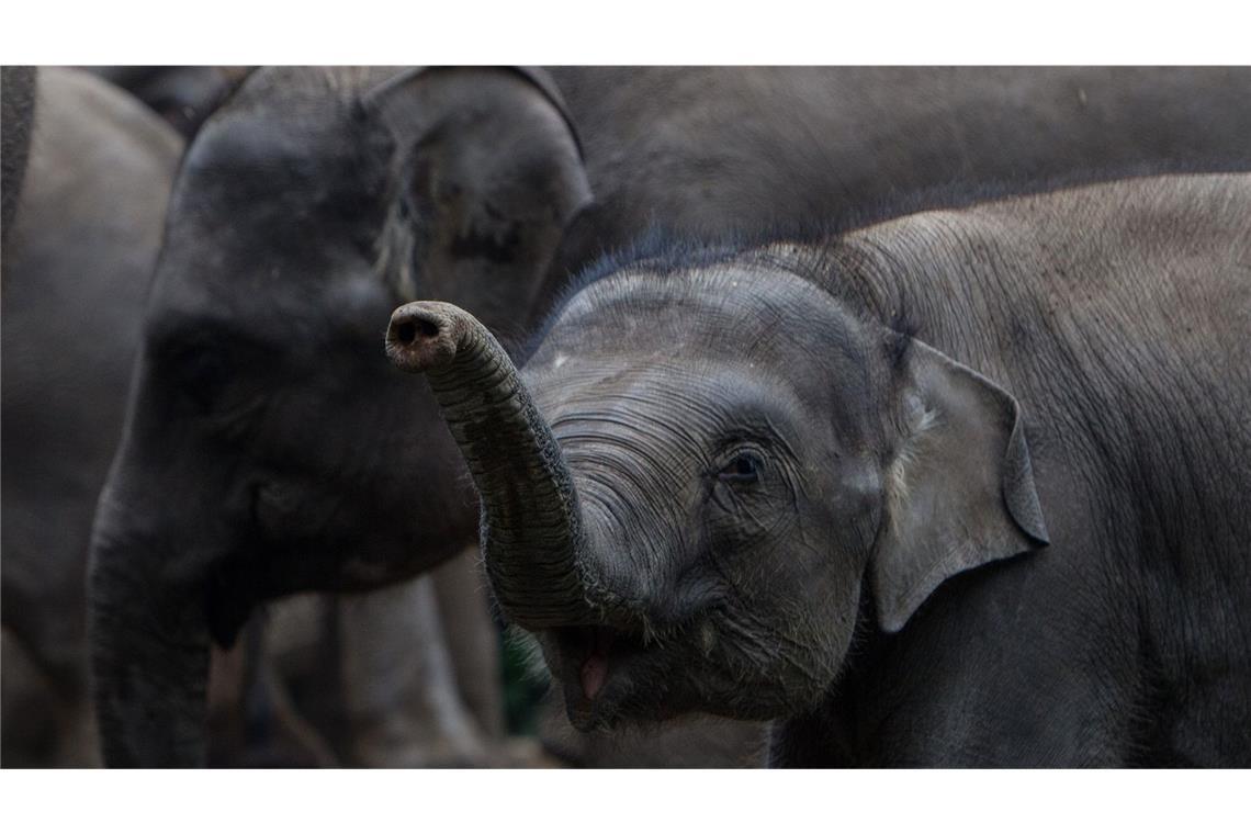 Elefanten im Wohngebiet (Symbolbild)