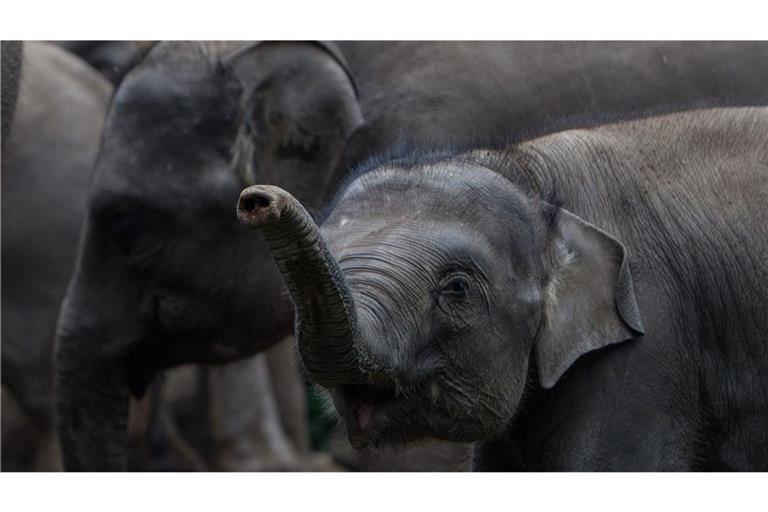Elefanten im Wohngebiet (Symbolbild)