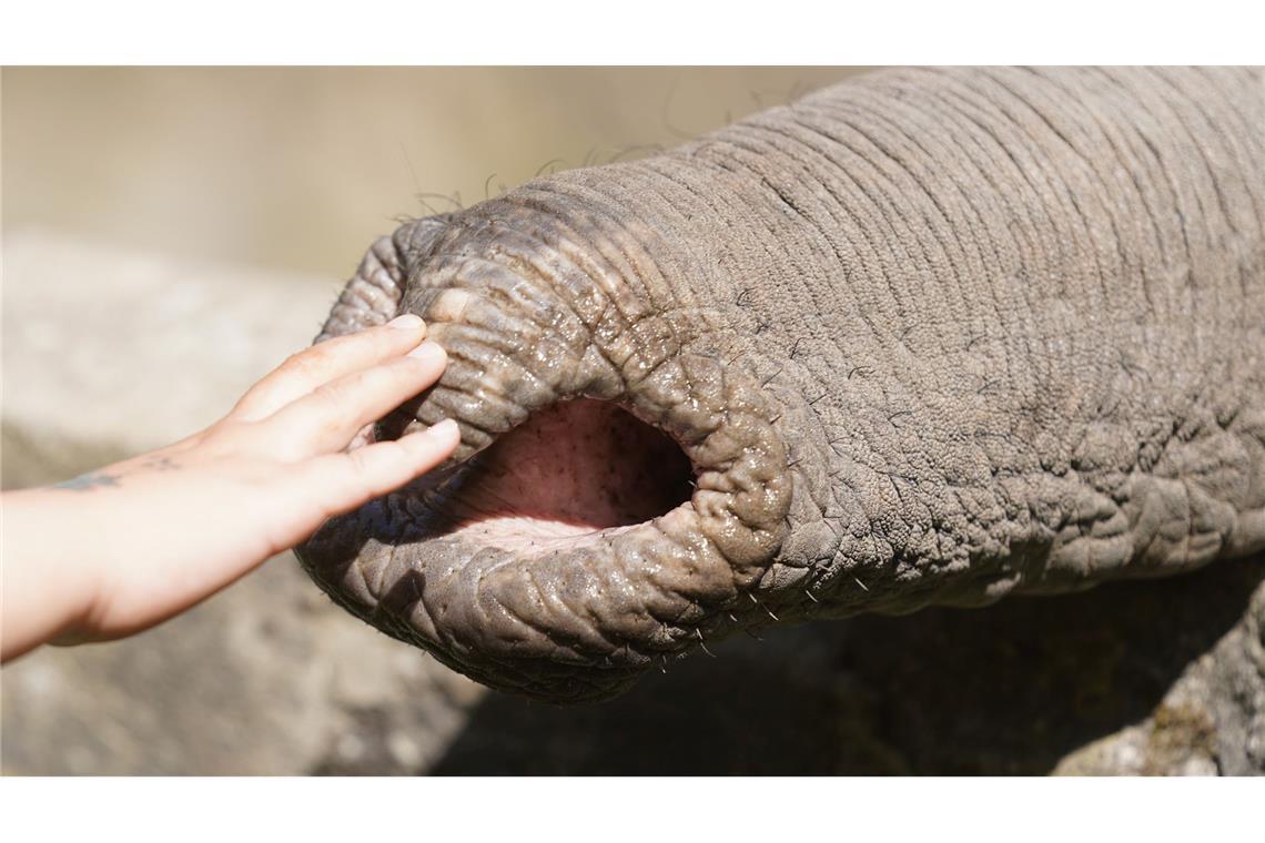 Elefanten zupfen trotz grober Statur präzise Blätter, sie schöpfen Wasser und können winzige Futterstücke ebenso aufheben wie Baumstämme.