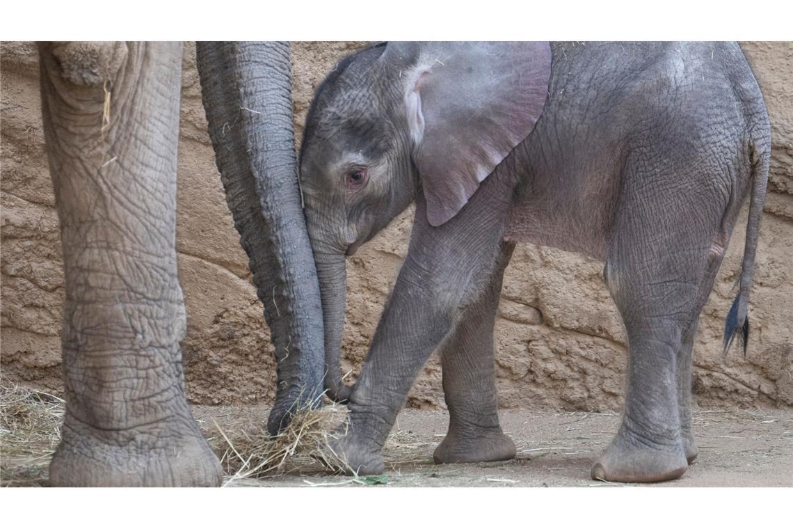 Bilder des Tages Elefantös süß: Das Elefanten-Baby "Kaja" steht bei seinem ersten öffentlichen Auftritt im Opel-Zoo in Kronberg im Taunus neben seiner Mutter "Kariba".