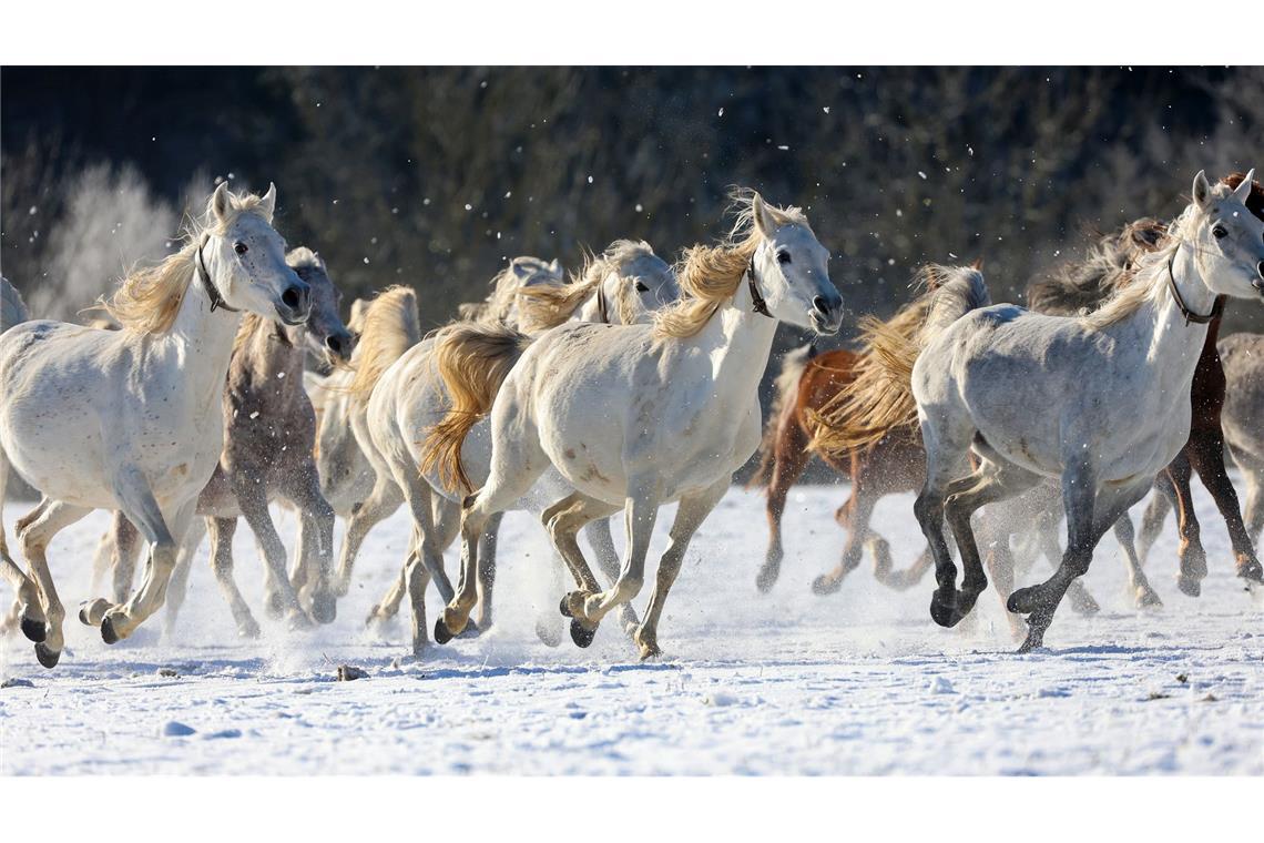 Bilder des Tages Eleganz im Schnee: Araberstuten galoppieren über die Schwäbische Alb
