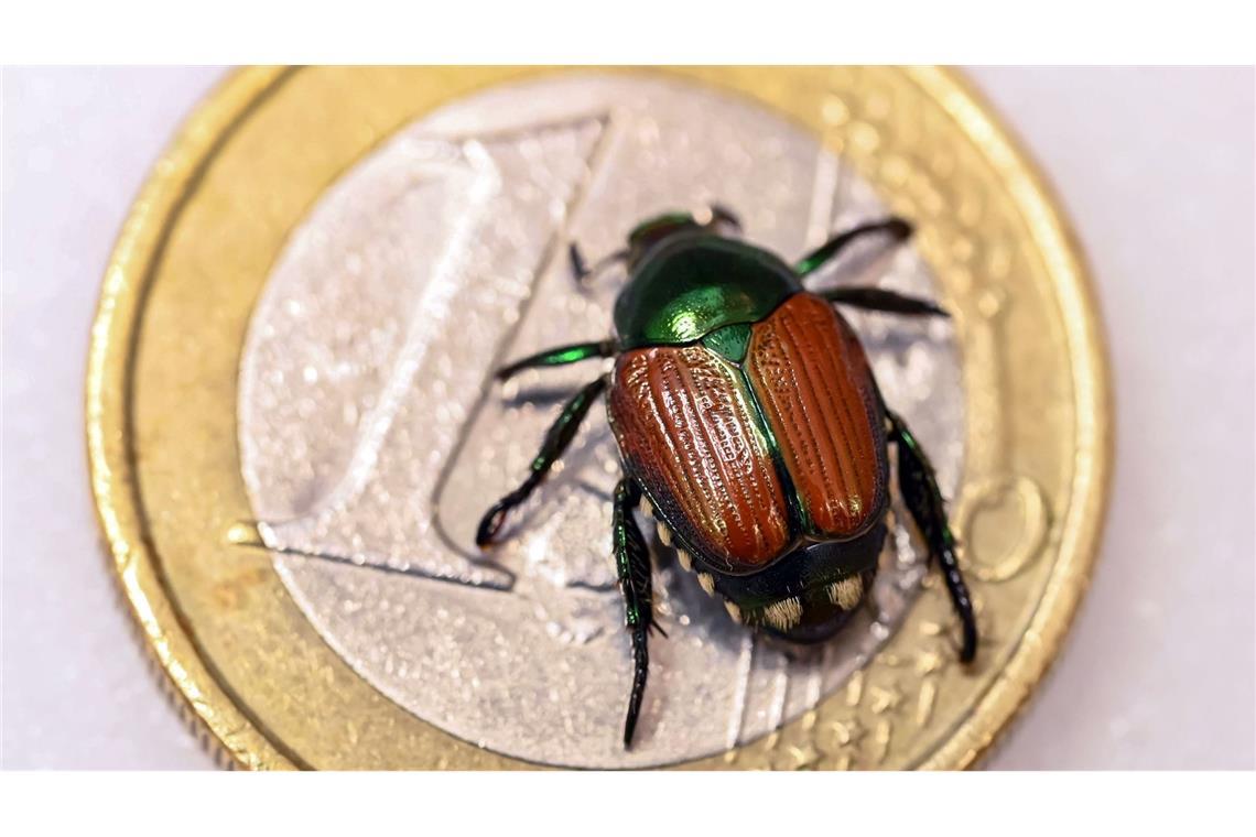 Elf Japankäfer gefunden – so gehen Experten vor Elf Japankäfer wurden gefunden.