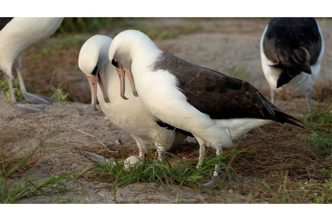 Ende des Jahres 2025 brüteten mehr Laysan-Albatrosse als üblich. Das könnte mit El Niño zusammenhängen.