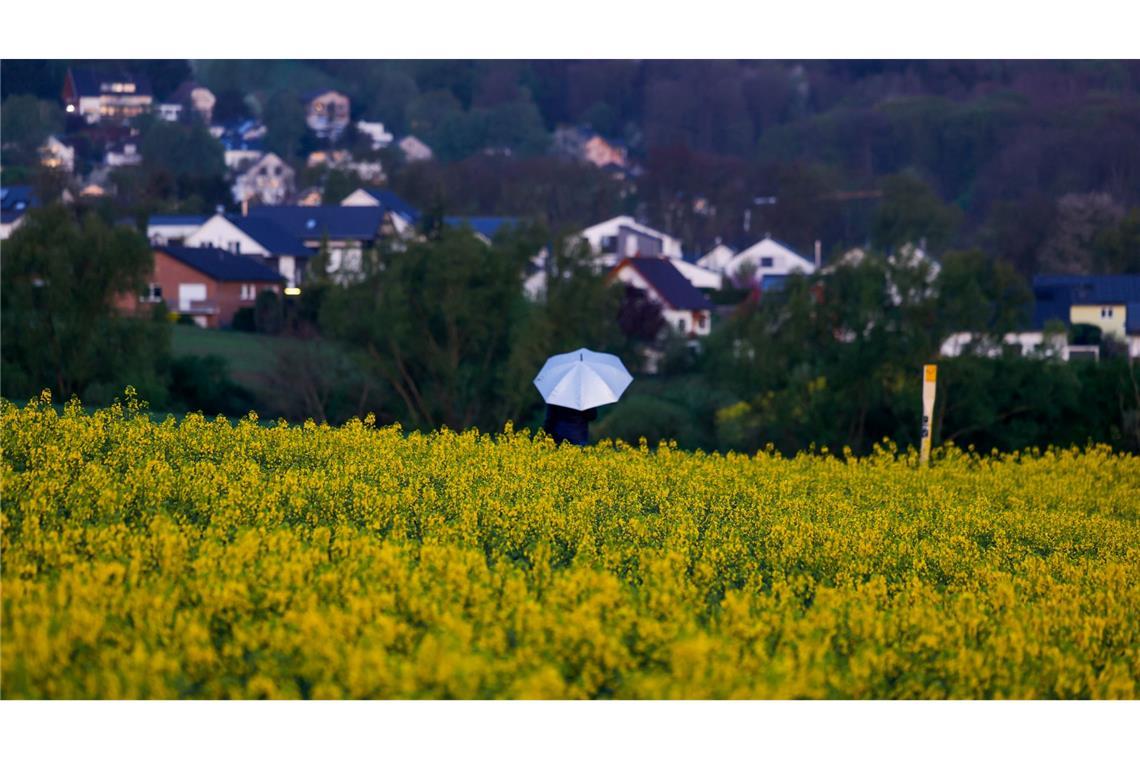 Bilder des Tages Endlich ein bisschen Regen: Eine Spaziergängerin geht in Königswinter bei Regen an einem blühenden Rapsfeld vorbei.