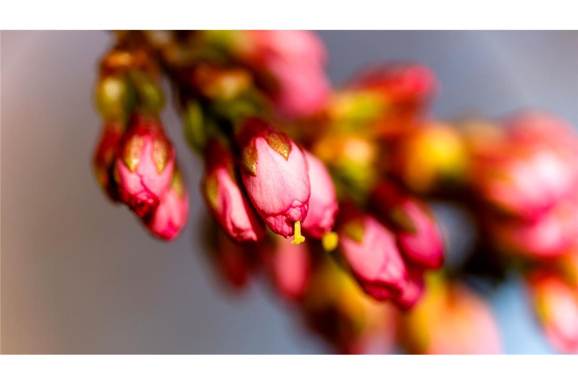 Bilder des Tages endlich Frühling - Knospen
