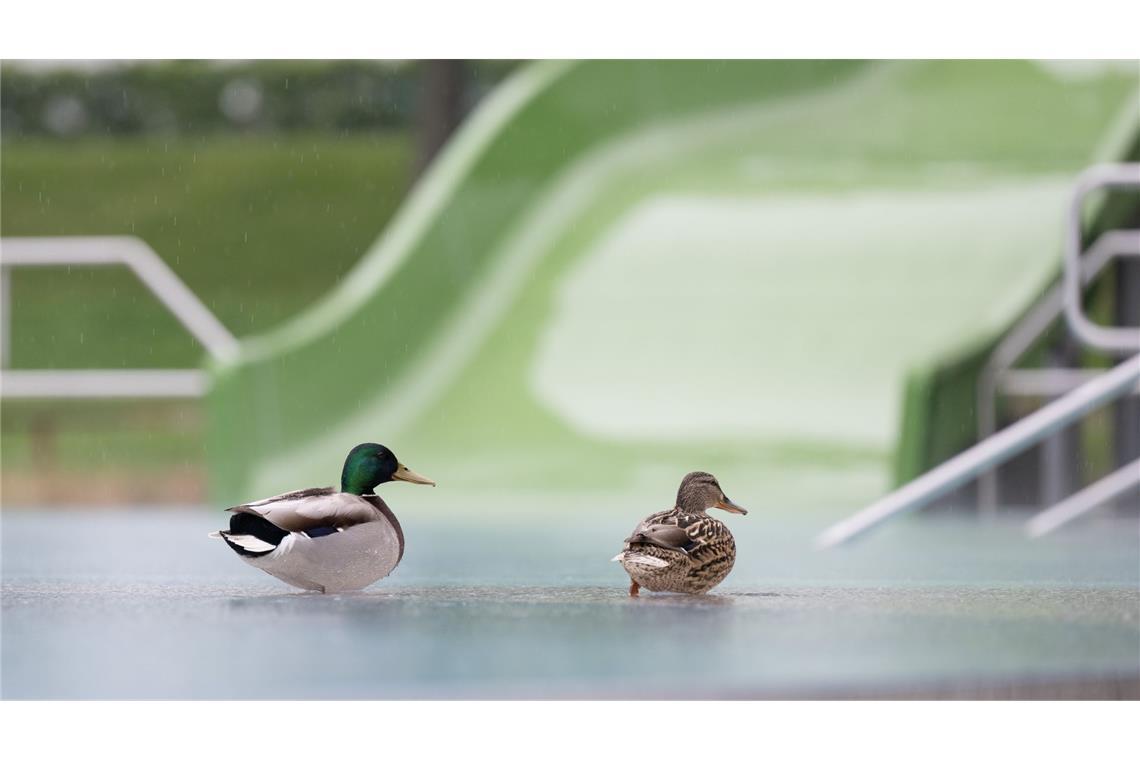 Enten im Kombibad - vor Beginn der Freibadsaison