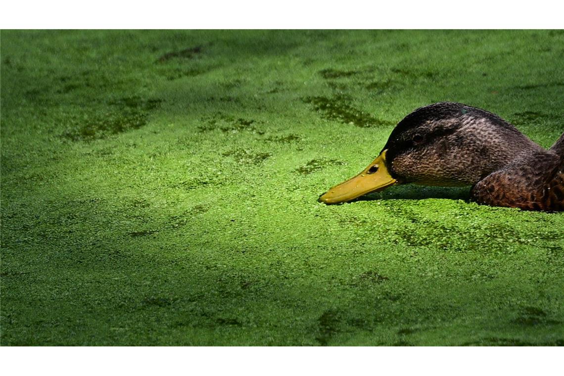 Bilder des Tages Entengrütze im Großen Tiergarten in Berlin.