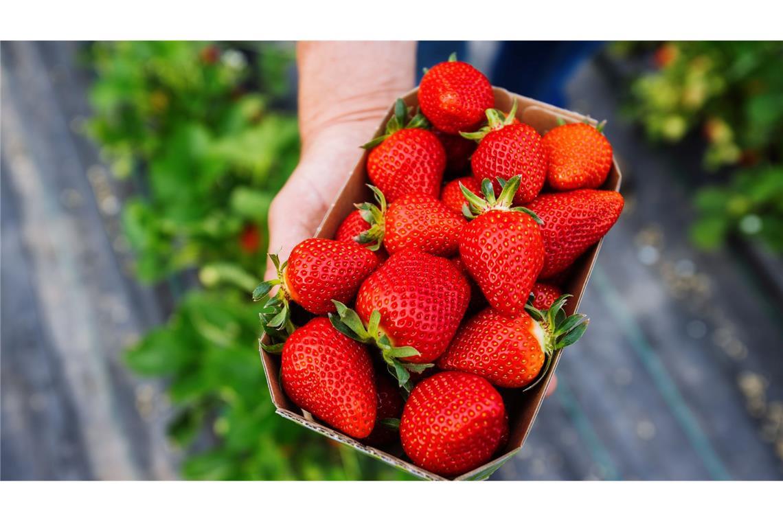 Teurer Genuss - warum Erdbeeren so viel kosten Erdbeeranbauer Ell verkauft seine Erdbeeren auch über den Discounter Aldi-Süd. (Archivbild)
