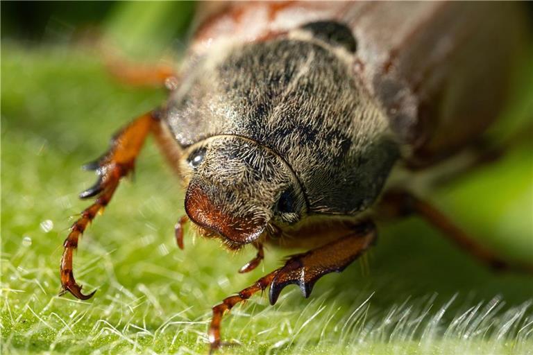 Erfahren Sie alles über den Lebenszyklus der Käfer, von der Larve bis zum kurzen Leben als erwachsenes Tier.