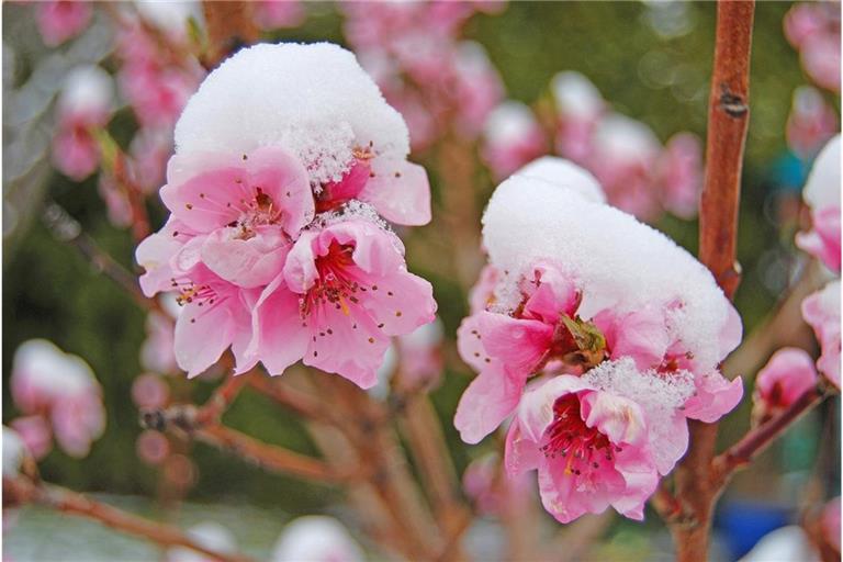 Erfahren Sie alles Wichtige über die Eisheiligen, die Bedeutung für Gärtner und die aktuellen Prognosen, wann der letzte Frost kommt.