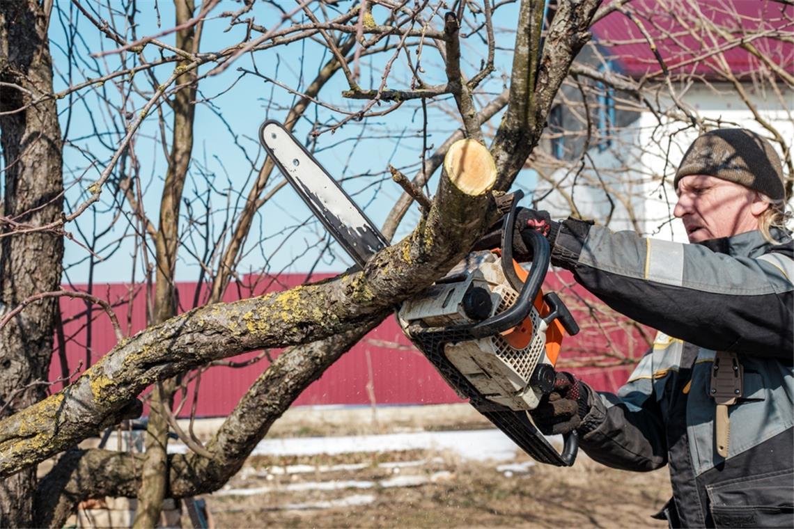 Erfahren Sie, bis wann Sie Bäume schneiden dürfen und welche gesetzlichen Vorgaben gelten. Tipps für den idealen Zeitpunkt und den richtigen Baumschnitt.
