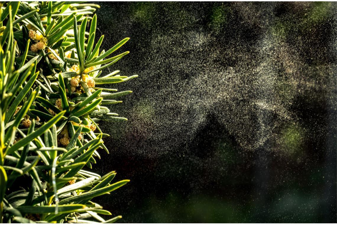 Pollenkalender 2025 - Alle Blütezeiten im Überblick Erfahren Sie hier alles Wichtige zu Blütezeiten von Gräser- und Birkenpollen im aktuellen Pollenflugkalender für Allergiker.
