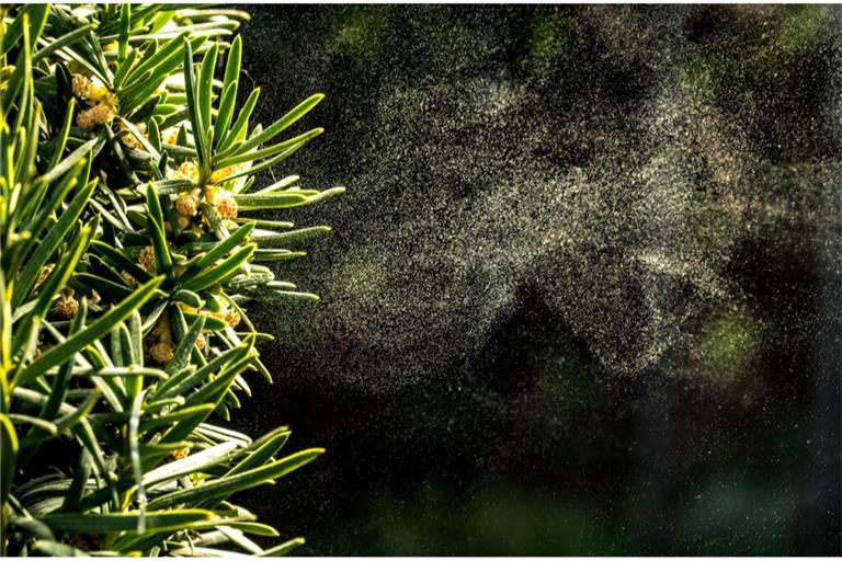Erfahren Sie hier alles Wichtige zu Blütezeiten von Gräser- und Birkenpollen im aktuellen Pollenflugkalender für Allergiker.