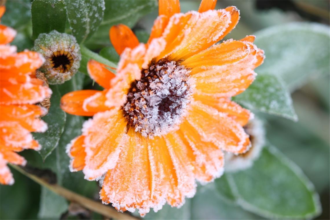 Wann gibt es den letzten Frost? Erfahren Sie, wann 2025 die Frostgefahr endet und wann Sie empfindliche Pflanzen sicher ins Freie stellen können.