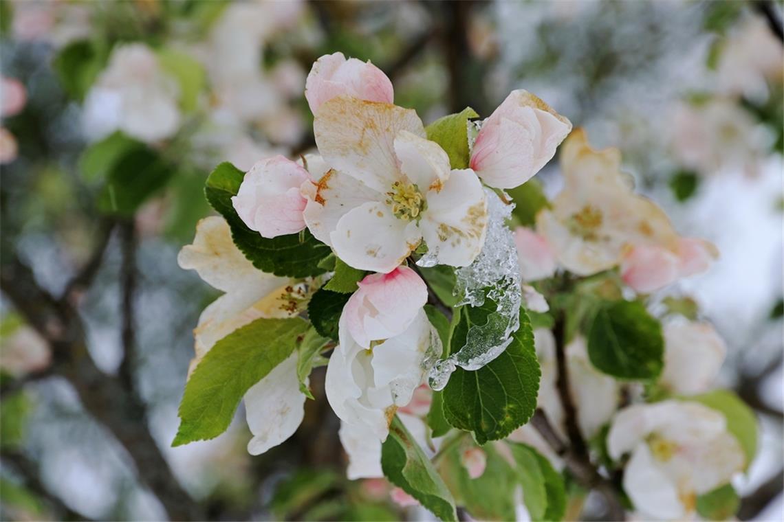 Erfahren Sie, wann die kalte Sophie das Ende der Eisheiligen einläutet. Die aktuellen Prognosen.