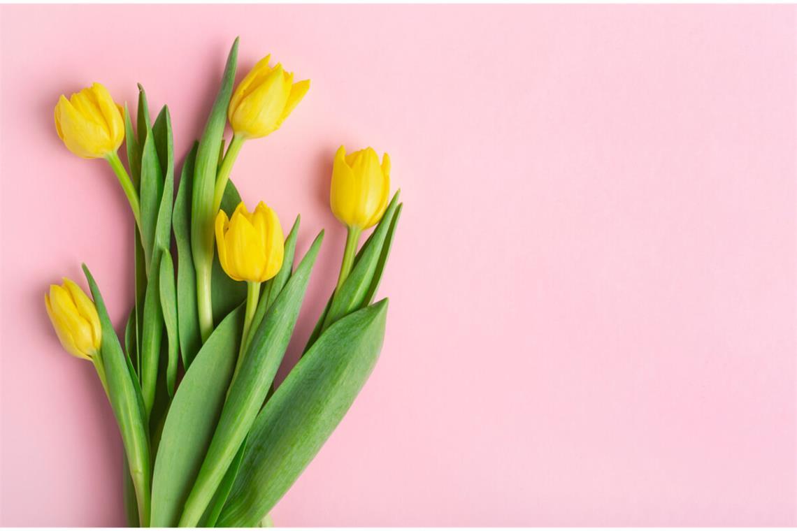 Tulpen lassen Köpfe hängen? - Das müssen Sie tun Erfahren Sie, warum Tulpen ihre Köpfe hängen lassen und was man dagegen tun kann.
