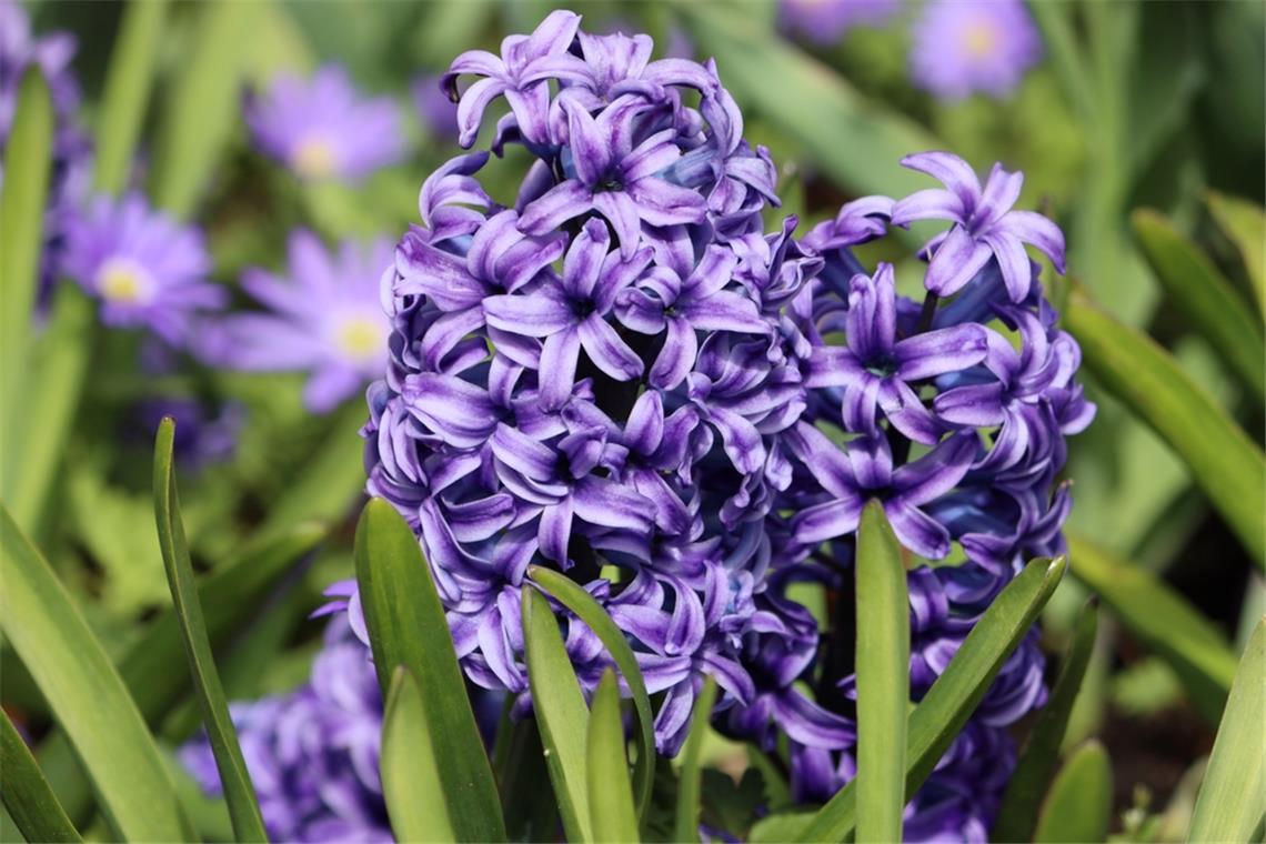 Welche Blumen im März pflanzen? - Frühblüher für Garten & Balkon Erfahren Sie, welche Blumen man bereits im März pflanzen kann. Die schönsten Frühblüher für Balkon & Garten im Überblick.