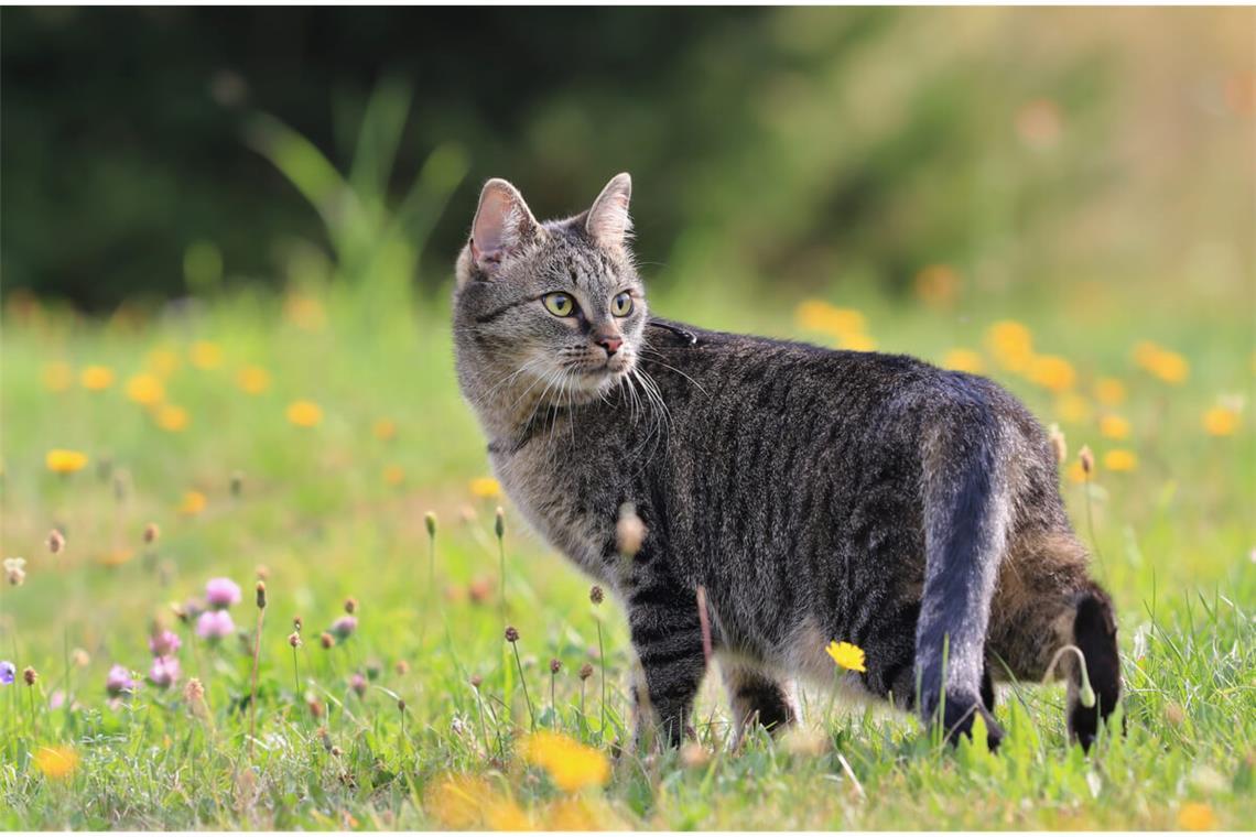 Was hilft gegen Katzen? - 6 wirkungsvolle Tipps