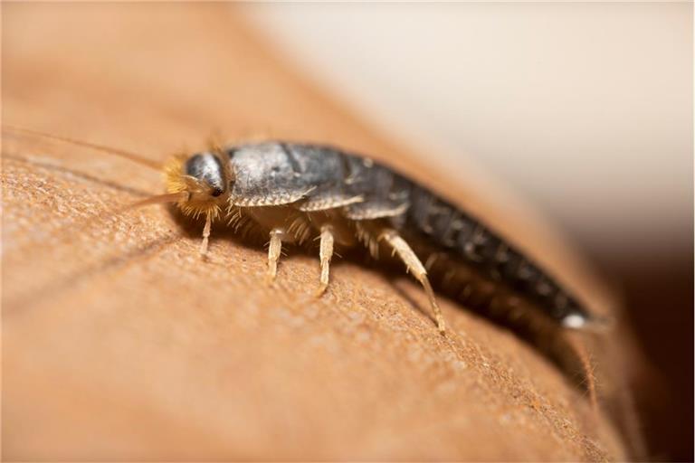 Erfahren Sie, wo sich Silberfische in der Wohnung verstecken und ob sie klettern oder springen können.