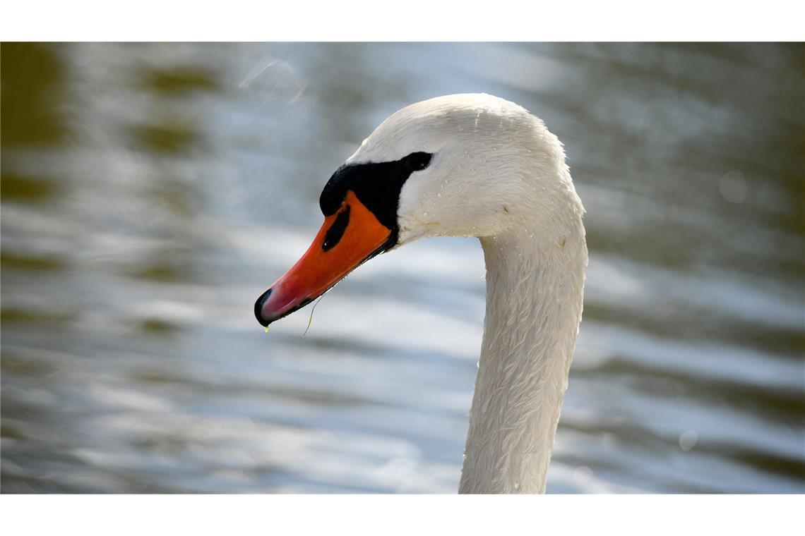 Erneuter Vogelgrippe-Nachweis in Deutschland Erneuter Vogelgrippe-Fall (Symbolbild)