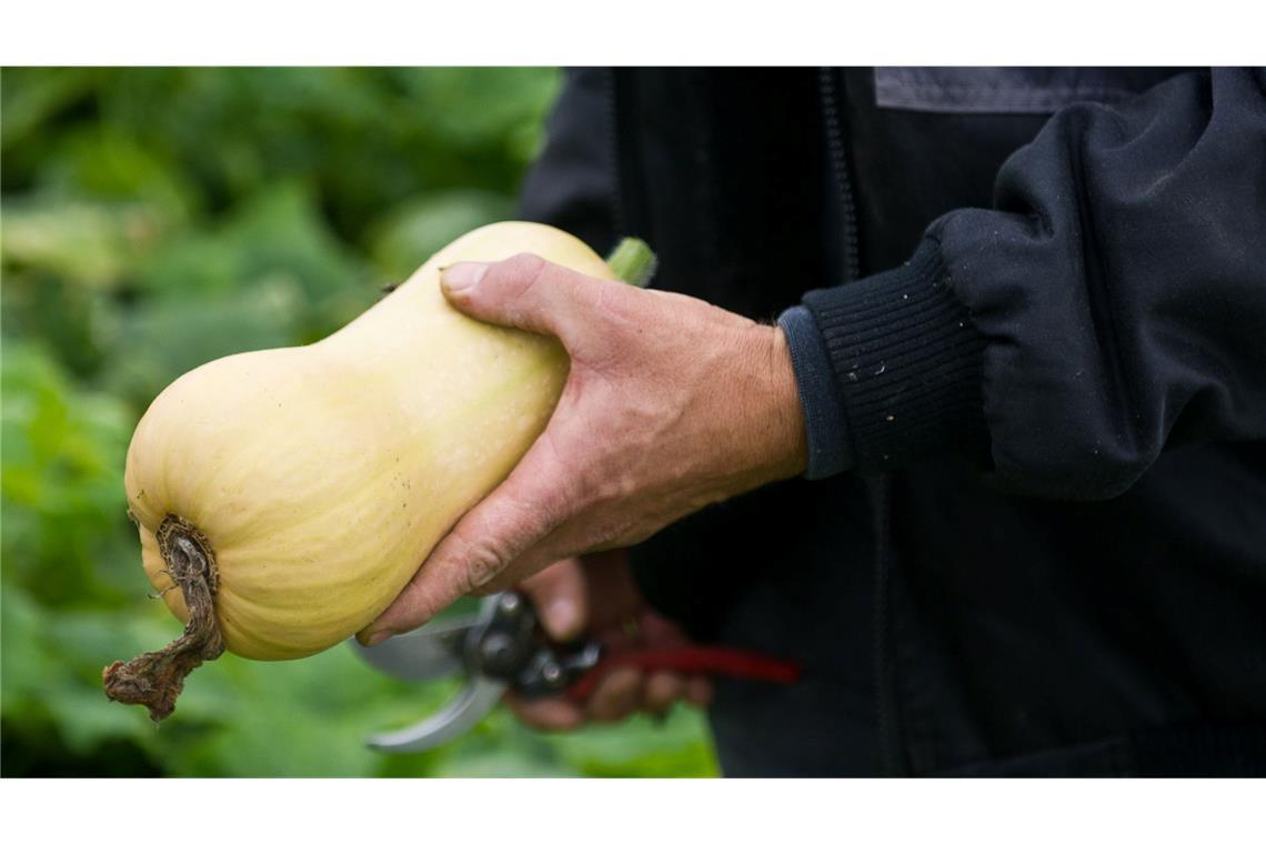 Kürbis-Boom: Pumpkin ist populär Ernte eines Kürbisses der Sorte Butternut. (Archivbild)
