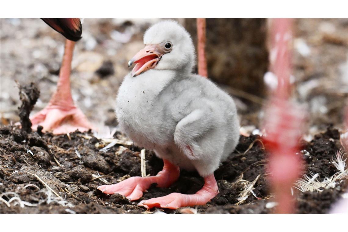 Erst mit drei Jahren entwickeln die Jungtiere ihr typisches rosa Federkleid.