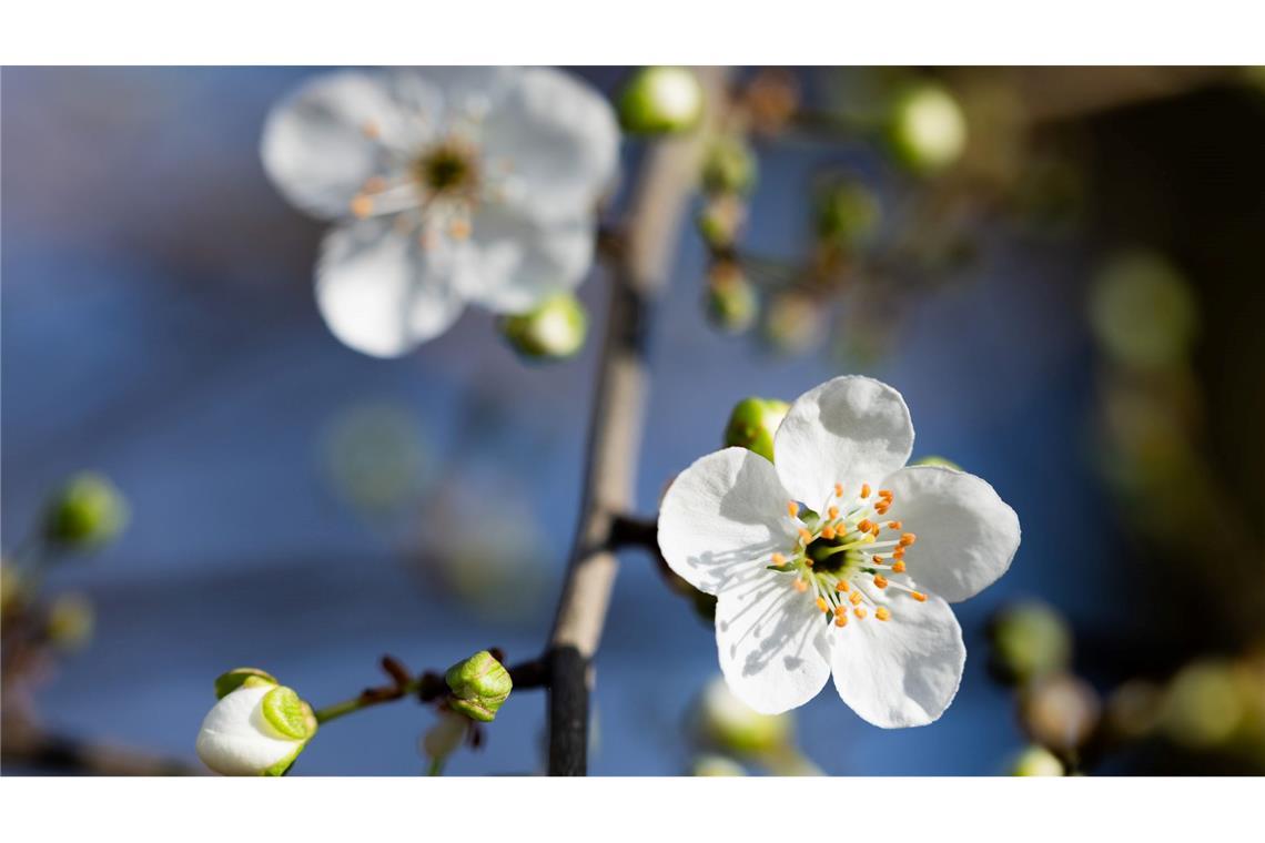 Erste Baumblüten