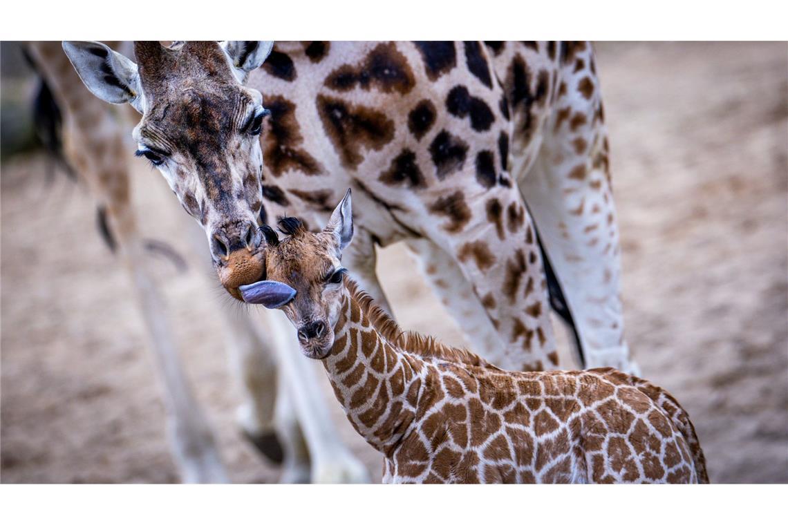 Giraffen-Baby erstmals draußen im Schweriner Zoo zu sehen Erstmals hatte Mojo direkten Kontakt mit seinem Vater Madiba.