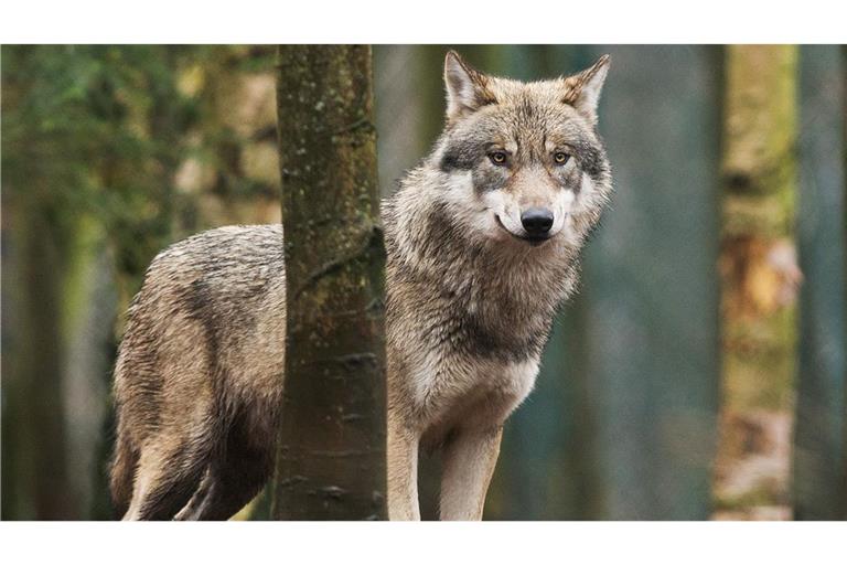 Erstmals seit fast 180 Jahren soll wieder ein Wolf abgeschossen werden (Symbolbild).