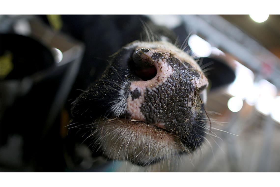 Erstmals sind in Europa bei einer Kuh Antikörper gegen die Vogelgrippe festgestellt worden. (Symbolbild)