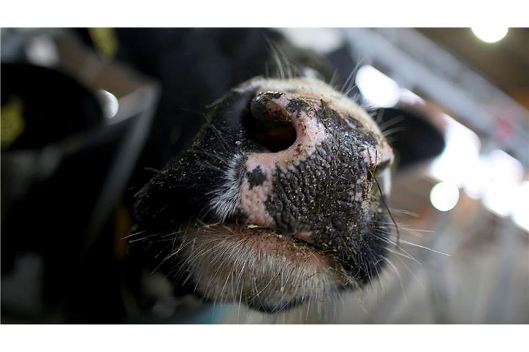 Erstmals sind in Europa bei einer Kuh Antikörper gegen die Vogelgrippe festgestellt worden. (Symbolbild)