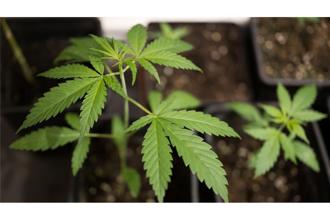 Erwachsene dürfen bis zu drei Cannabispflanzen daheim anbauen. (Symbolbild)