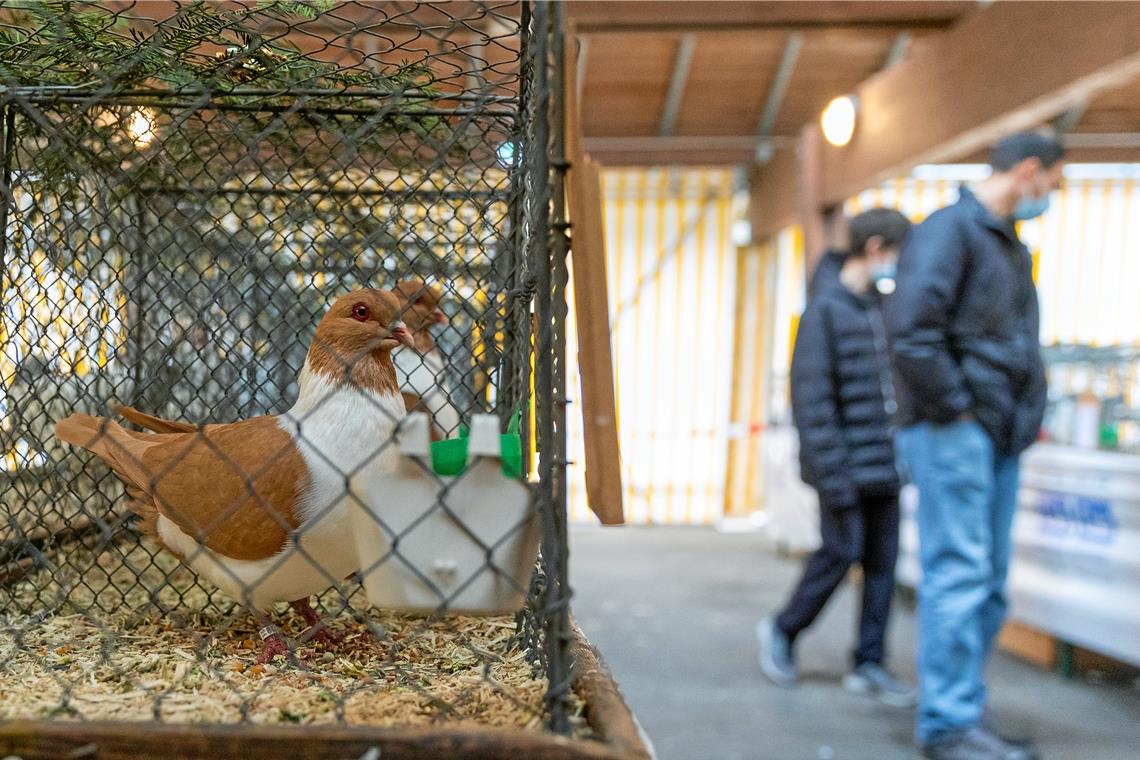Es gab verschärfte Zugangsbeschränkungen, aber die Schau des Murrhardter Geflügel- und Kaninchenzuchtvereins auf der Stadthallenterrasse haben trotzdem etliche Besucher besucht. Fotos: A. Becher