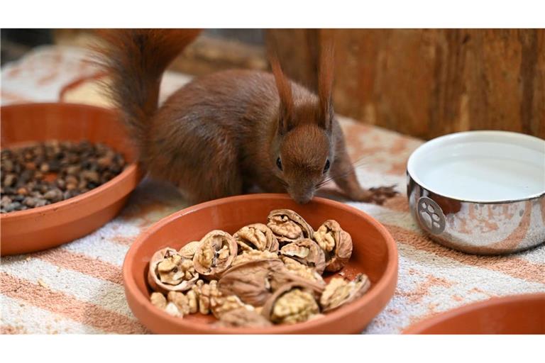 Es gibt Futter - ein Eichhörnchen kann sich in einer Auffangstation in Teltow an Walnüssen bedienen.