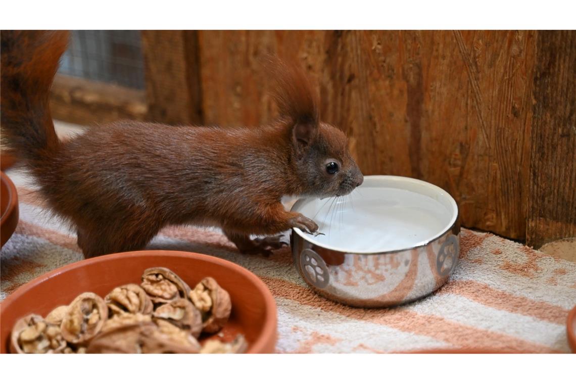 Wenn Eichhörnchen vom Ast fallen: Klimawandel schwächt Tiere Es gibt Futter und Wasser für Eichhörnchen in der Auffangstation im brandenburgischen Teltow.
