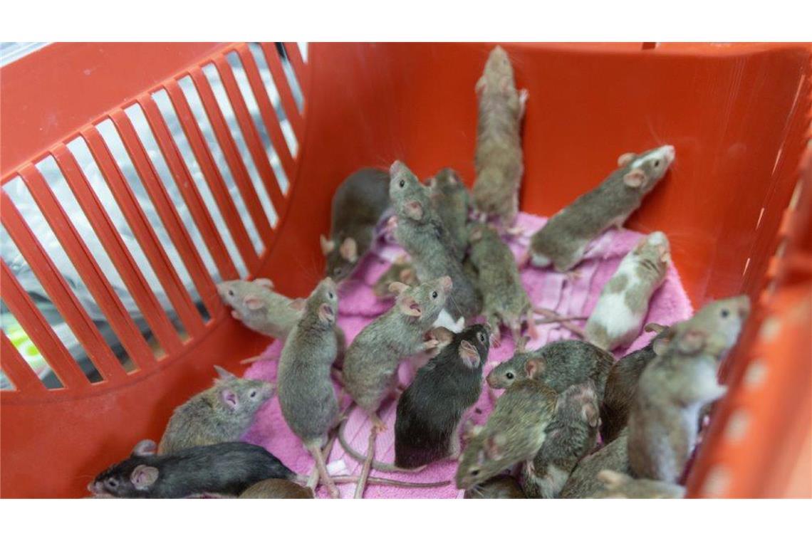 Es gibt immer mehr Fälle von „Animal Hoarding“.