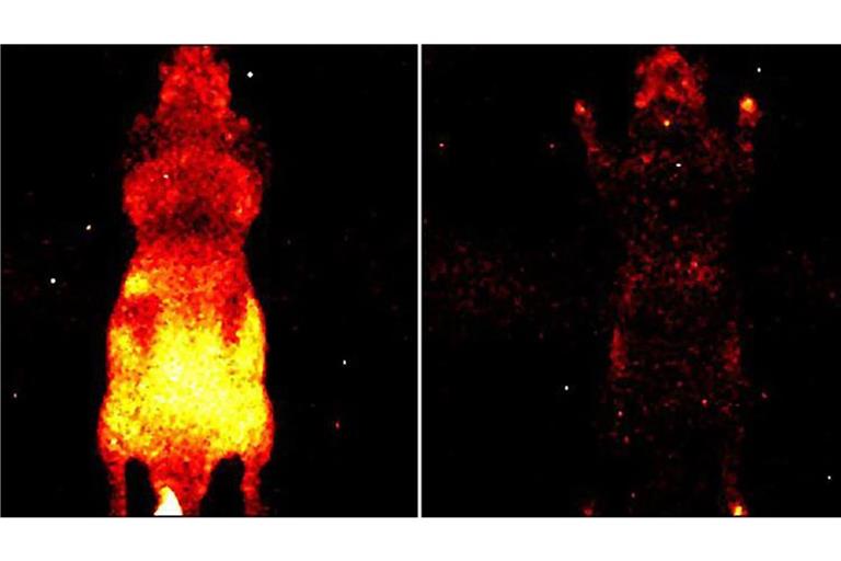 Es gibt tatsächlich ein Lebenslicht: Aufnahme der von der Oberfläche einer lebenden (li.) und einer toten (re.) Maus abgestrahlten Photonen.