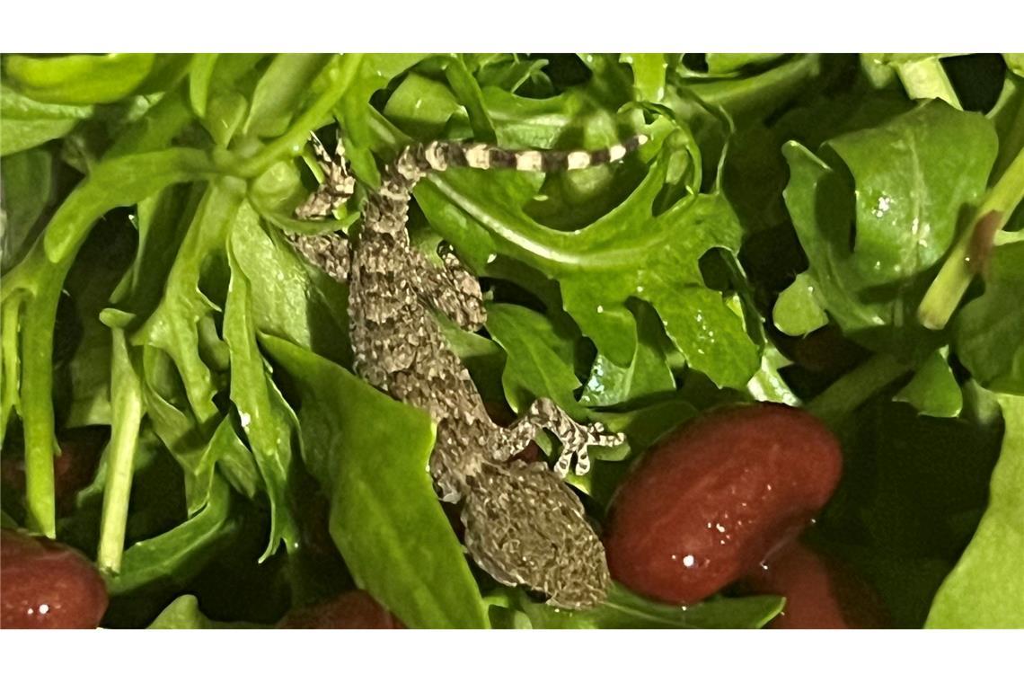 Es handelt sich um einen jungen Mauergecko.