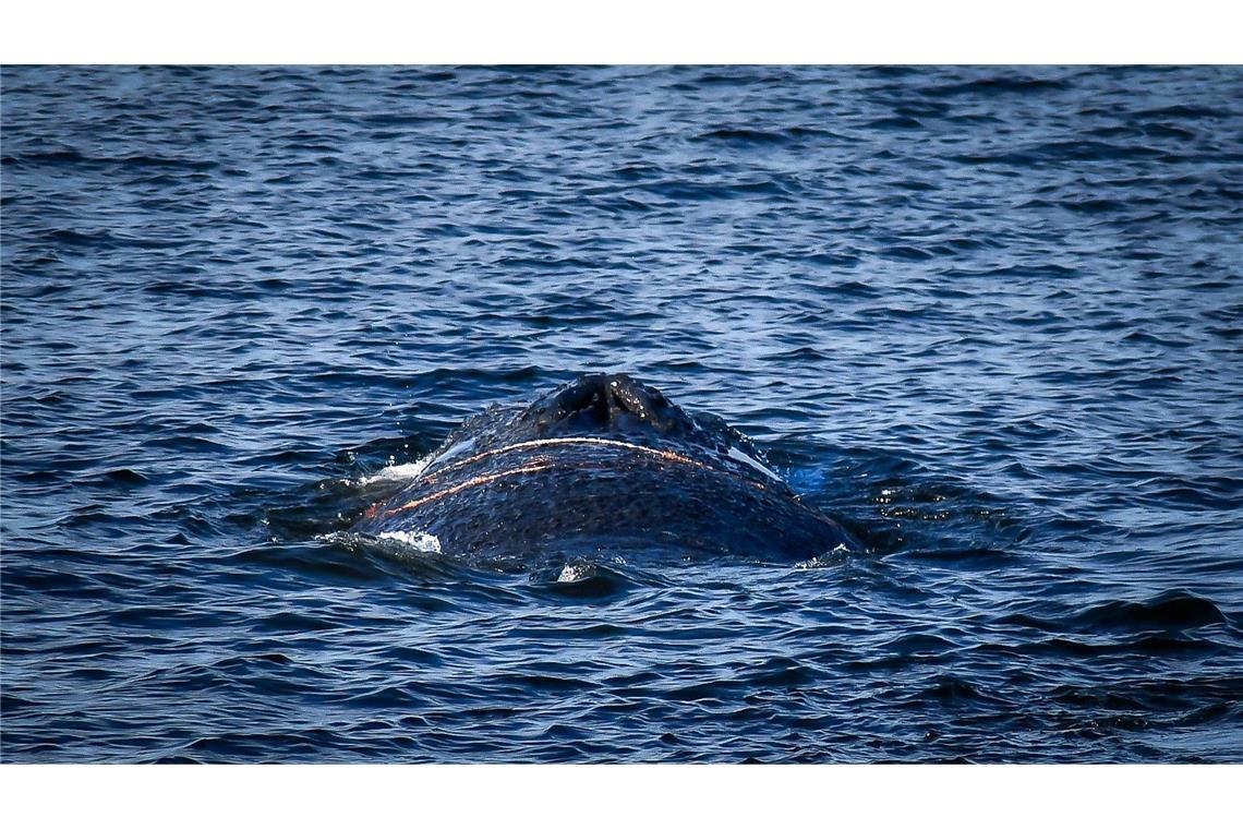 Es handelt sich um einen zehn bis zwölf Meter langen Finnwal.