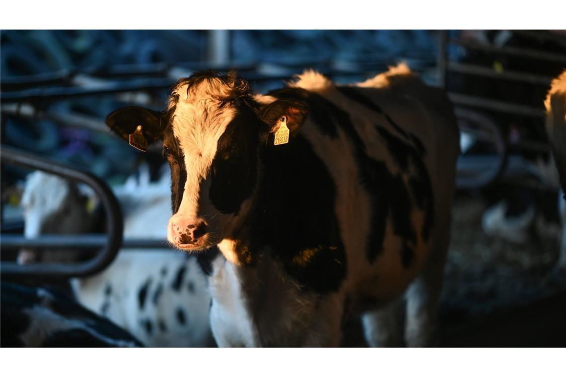 Stall mit Kühen und Rindern brennt komplett ab Es sei noch unklar, wie viele Tiere in den Flammen starben. (Symbolfoto)