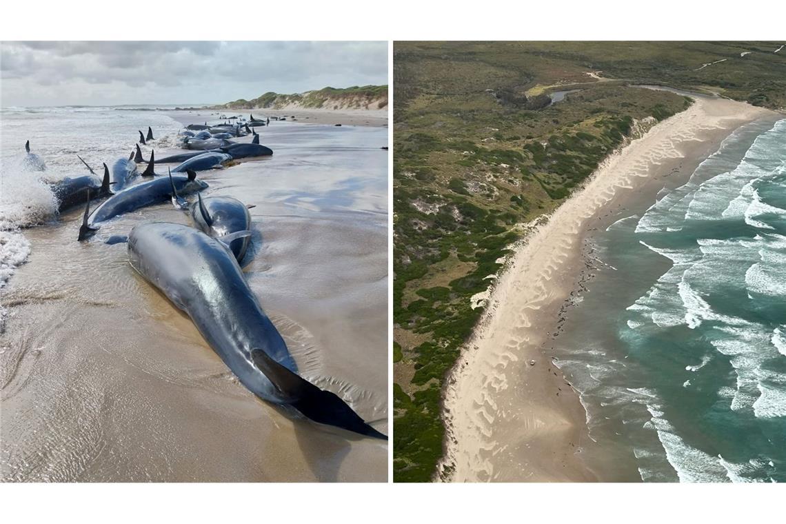 Tasmanien: Dutzende Kleine Schwertwale müssen getötet werden Es war die erste Strandung dieser Spezies seit 50 Jahren.