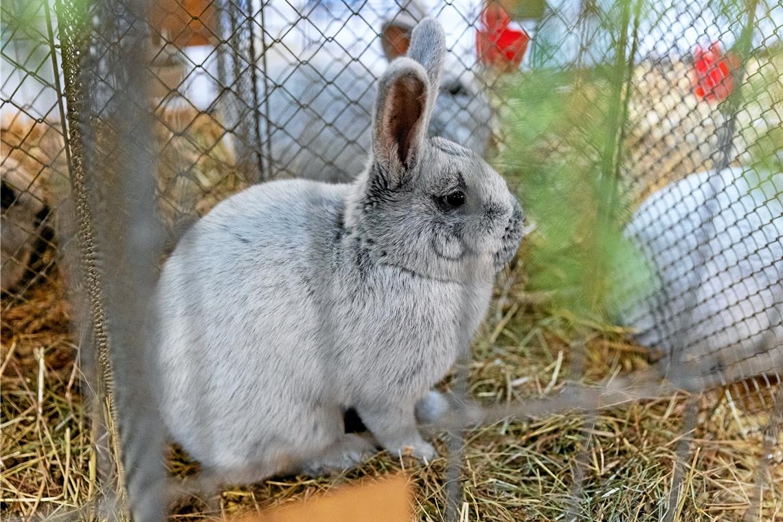Zuchtqualität überzeugt Preisrichter Es waren 80 Kaninchen zu bewundern, unter anderem auch dieses hübsche Exemplar.