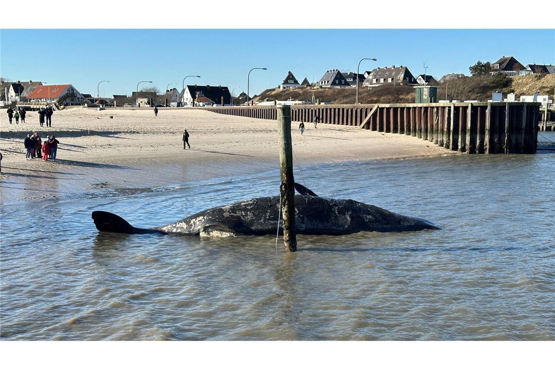 Toter Pottwal am Strand von Sylt droht zu explodieren Es wird wegen Explosionsgefahr davor gewarnt, sich dem Tier zu nähern.