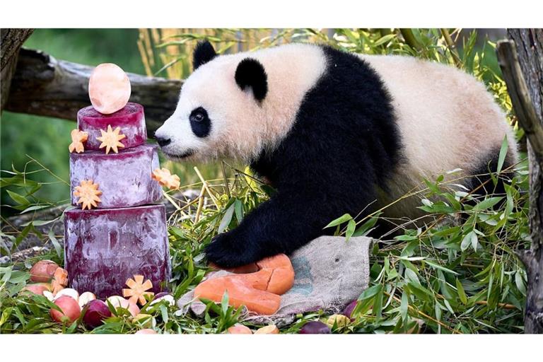 Essen darf für Kinder und Pandas bunt sein - wenn man die richtigen Zutaten verwendet.