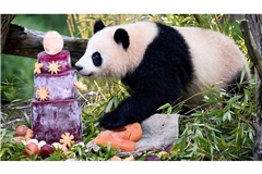Essen darf für Kinder und Pandas bunt sein - wenn man die richtigen Zutaten verwendet.